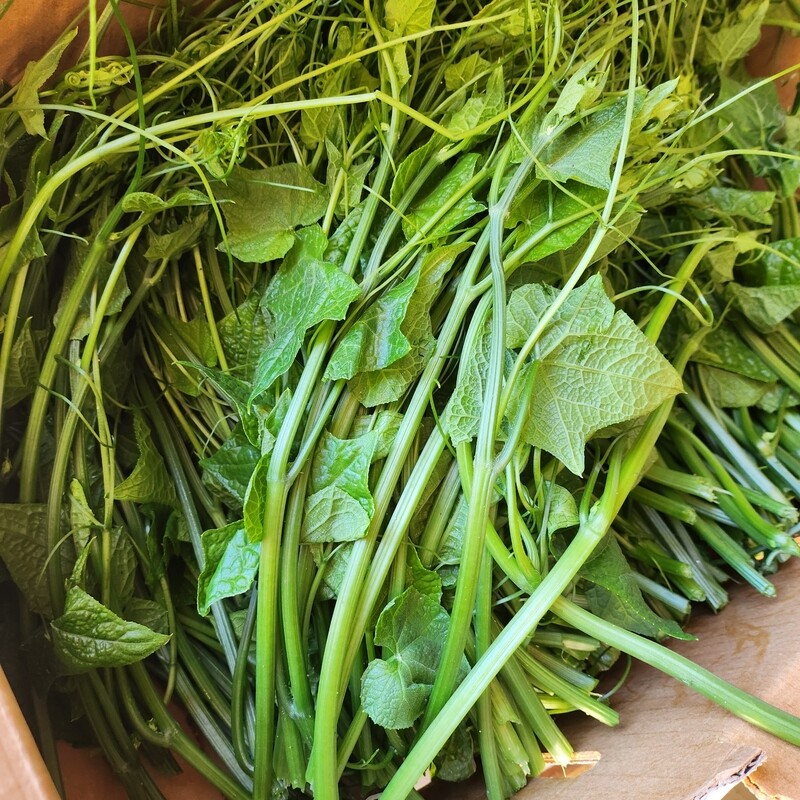 Chayote leave tip / 龍鬚菜