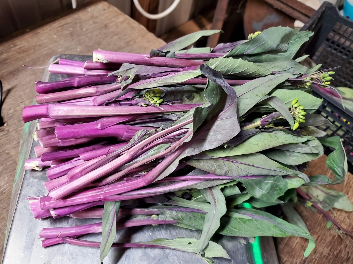 Red Choy Sum  红菜苔