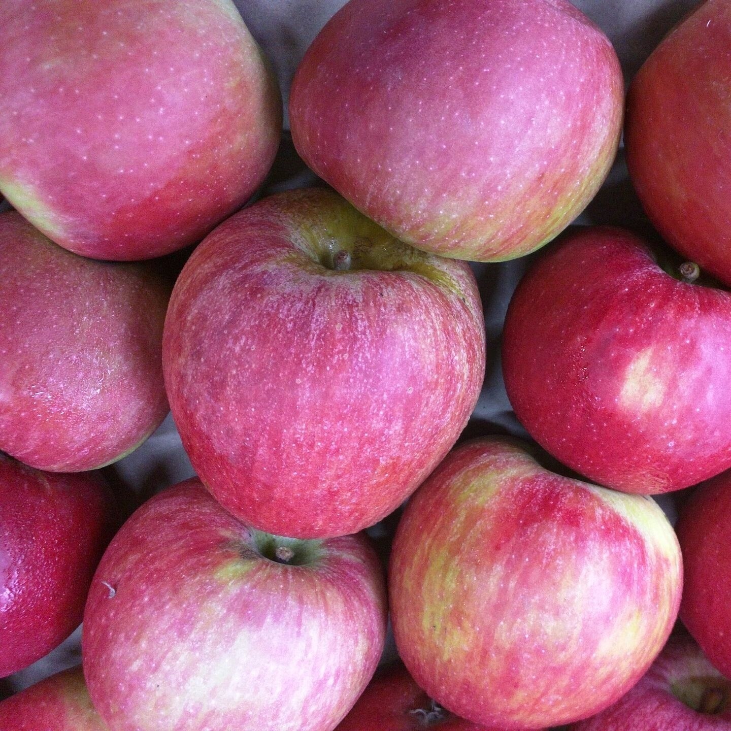 Farm Fresh Fuji Apple / 有机农场苹果