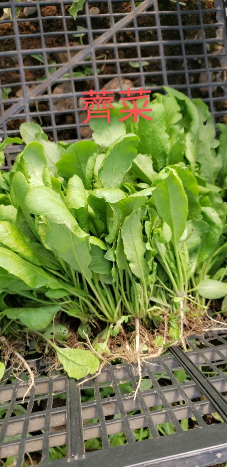 Shepherds purse 荠菜