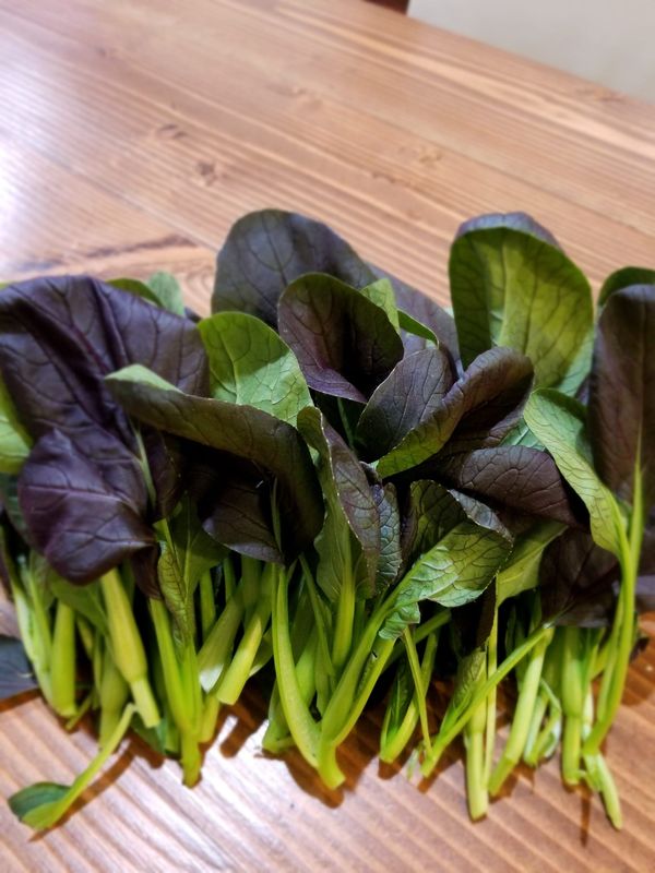 Purple Shanghai bok choy 紫菜苗