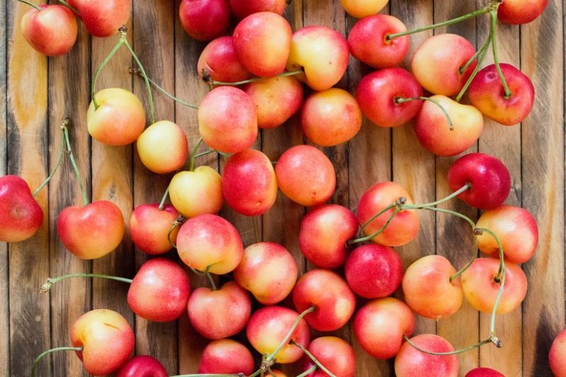 Organic Rainier Cherries / 有机黄樱桃 