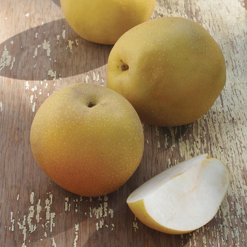 Farm Fresh Pear / 农场亚洲梨