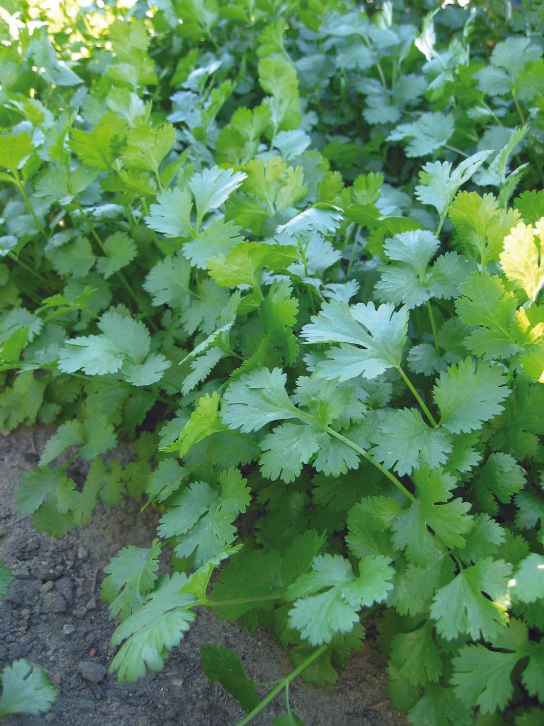 Organic Cilantro / 有机香菜