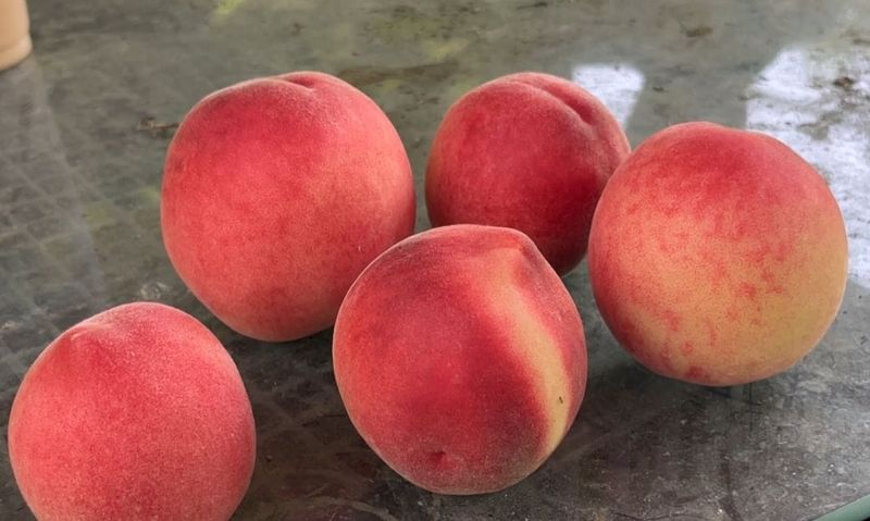 Crown Snow Peaches 皇冠水蜜桃 20-24ct
