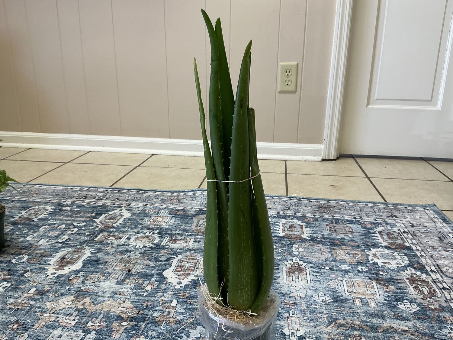 Aloe Vera