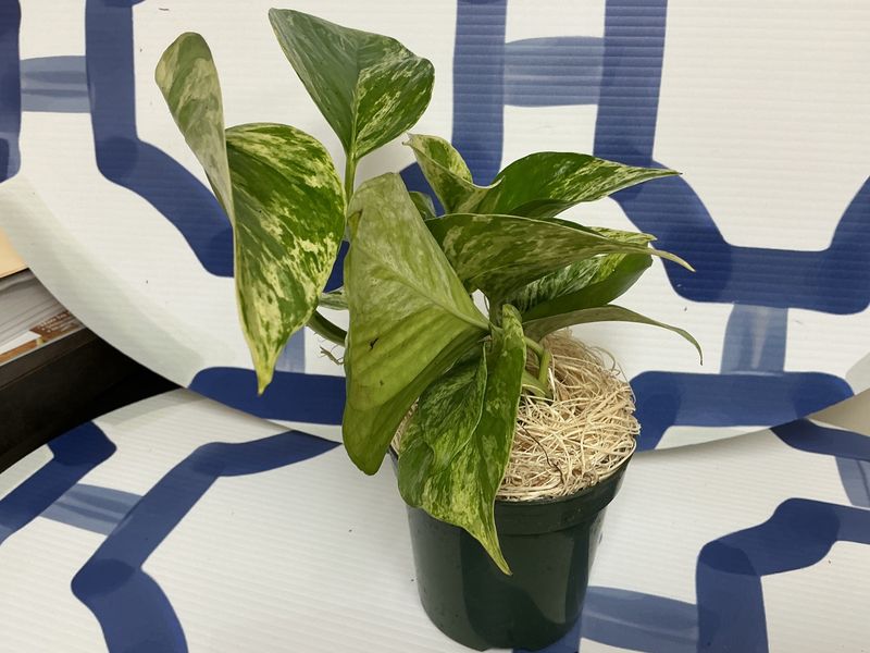 Pothos Marble 4”
