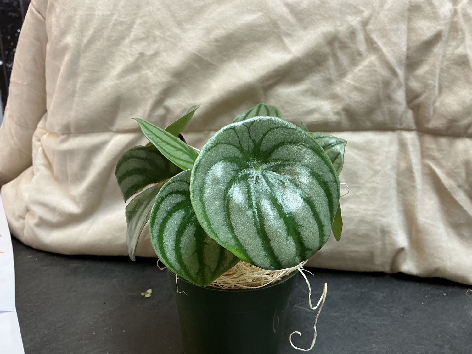 Peperomia watermelon plant
