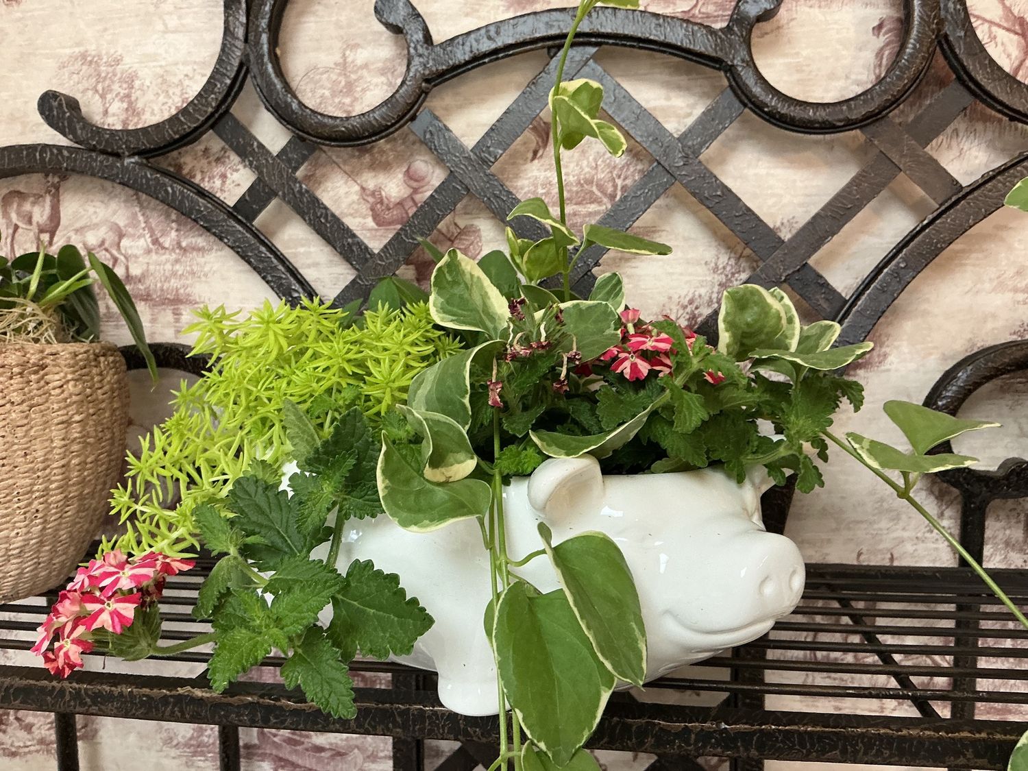 White Pig Mixed Planter
