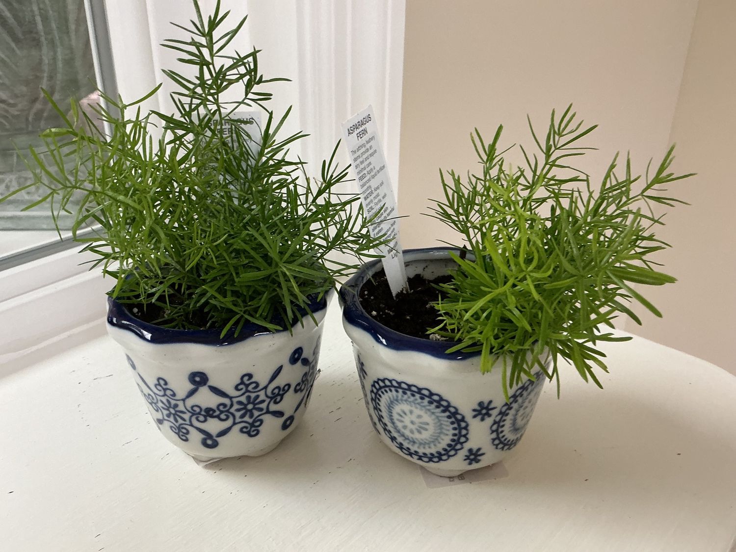 Blue/White Asparagus planter