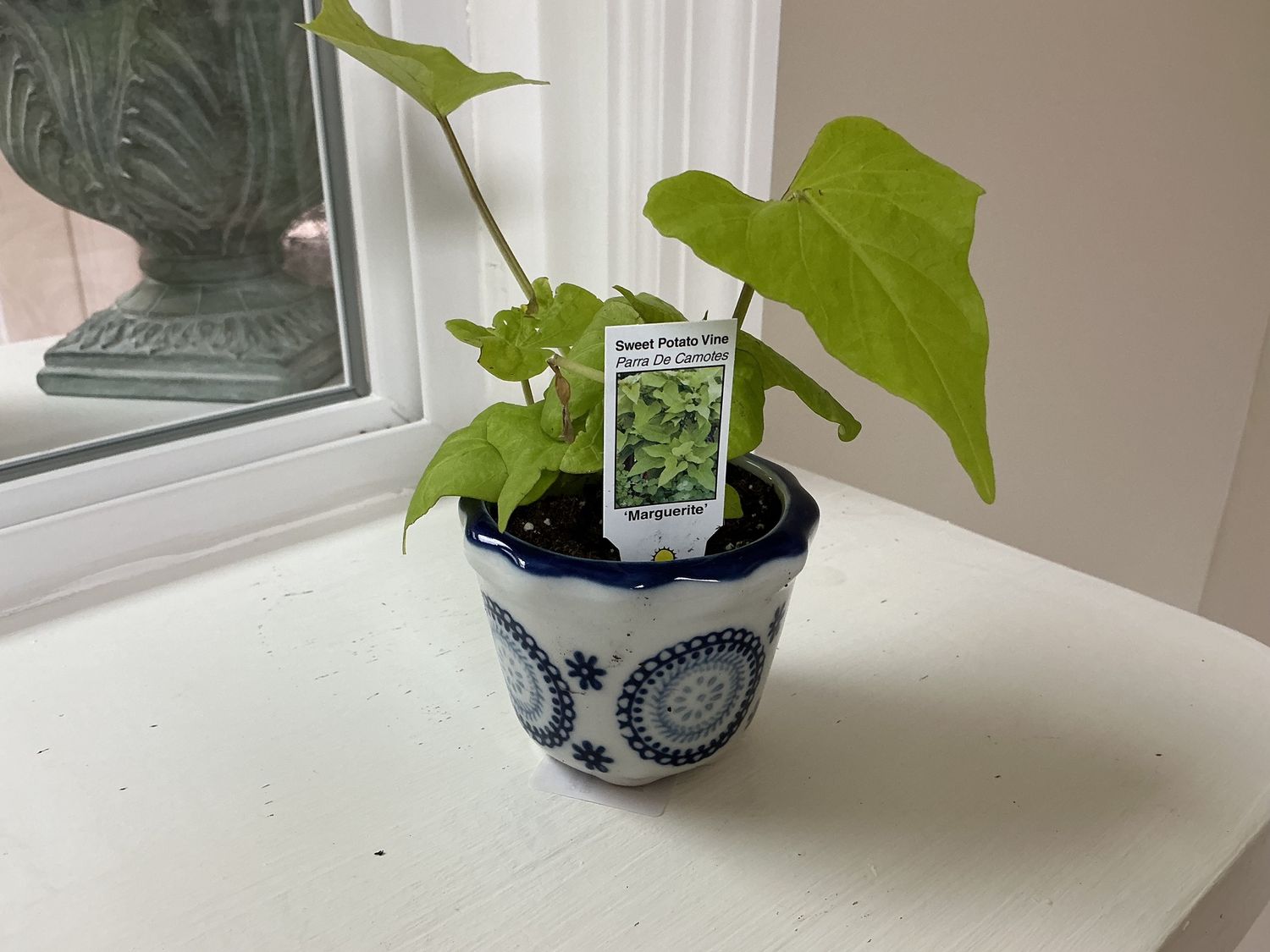 Blue/White Pot. Vine Planter