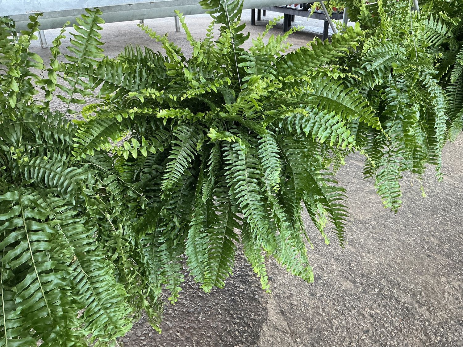 Boston Fern Hanging Basket