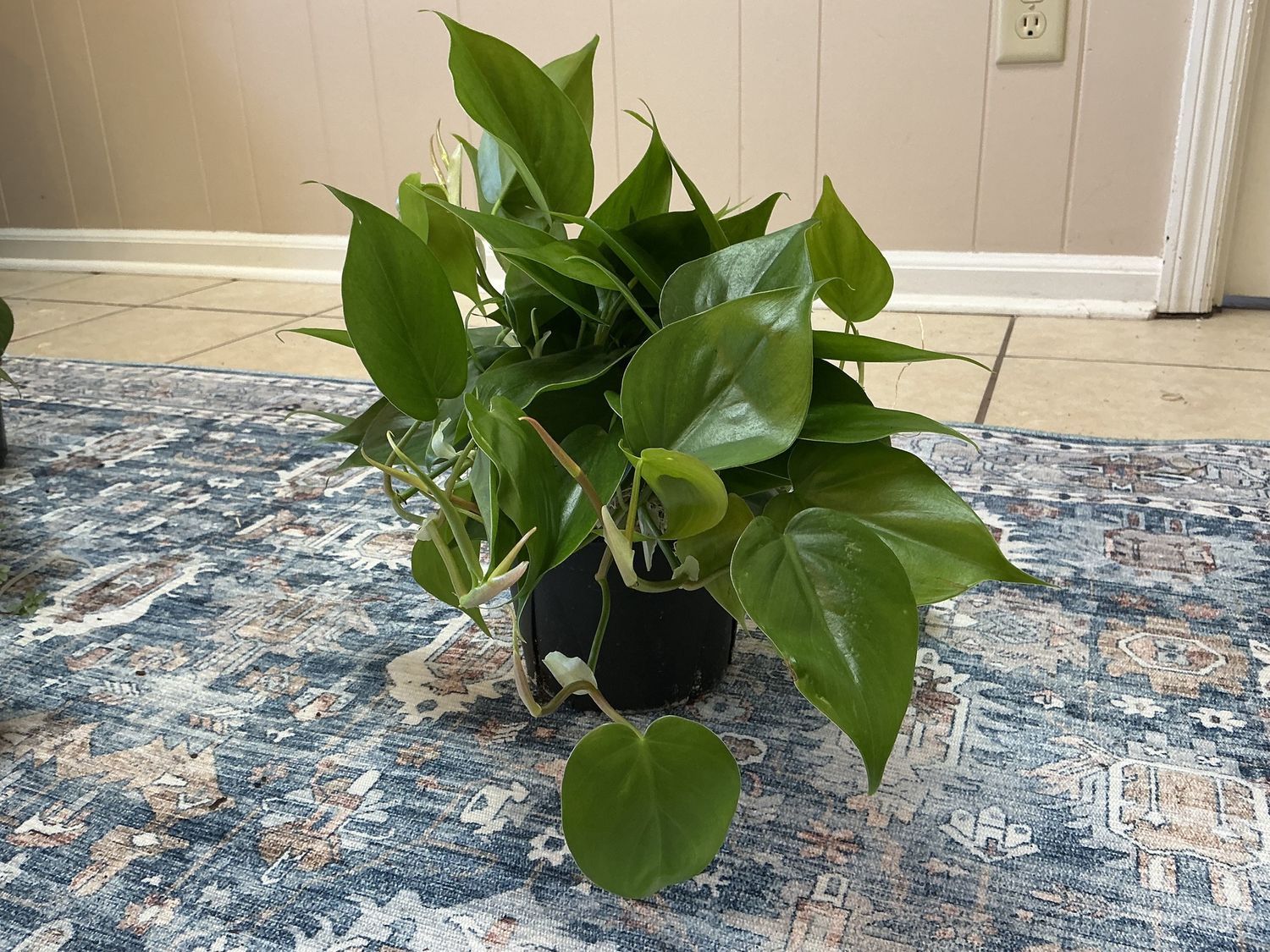 Heartleaf 4” pot