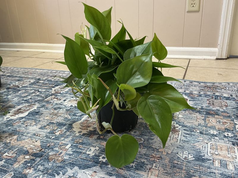 Heartleaf 4” pot