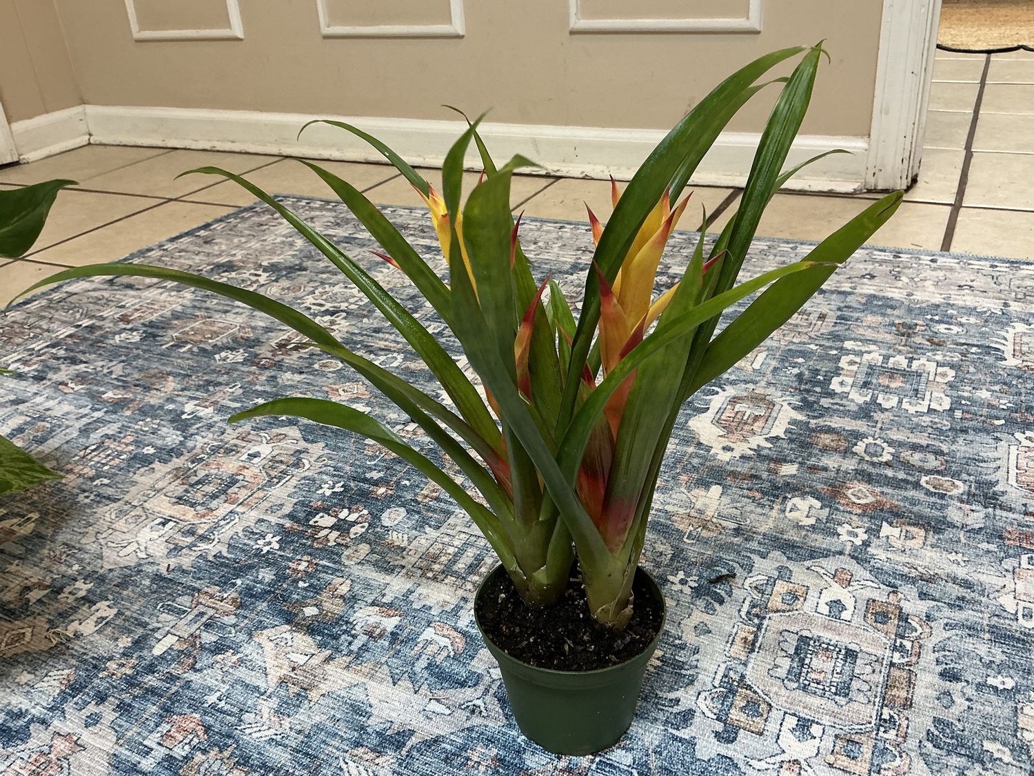 Bromeliad Guzmania