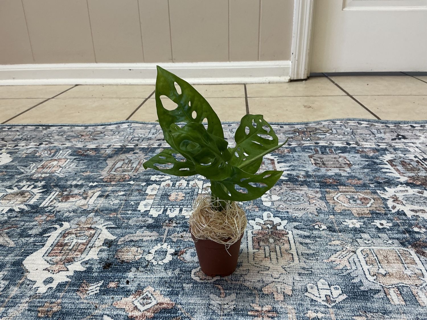 Swiss cheese 2” pot