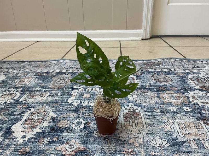 Swiss cheese 2” pot