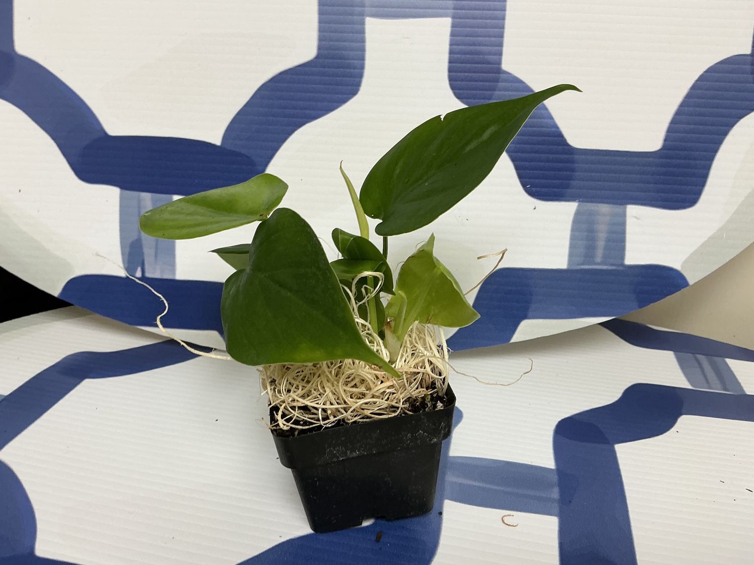 Philodendron Cordatum 3”