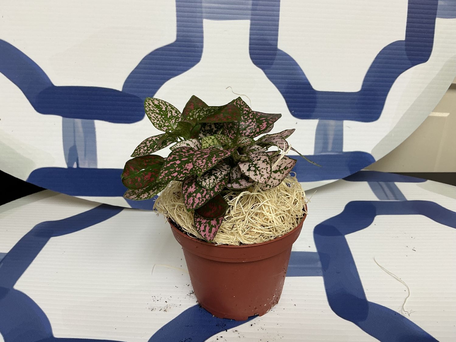 Hypoestes Polka Dot
