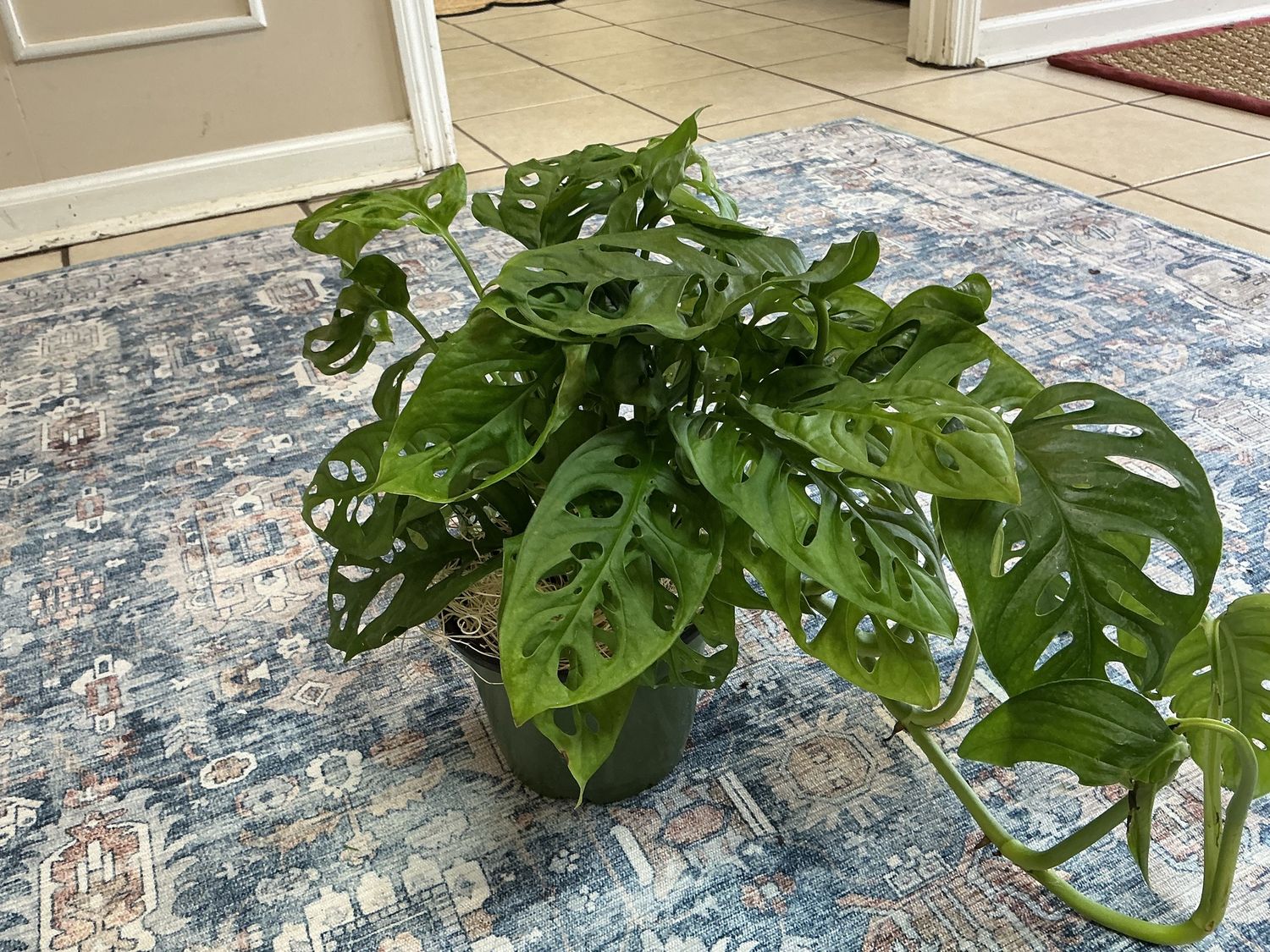 swiss cheese house plant