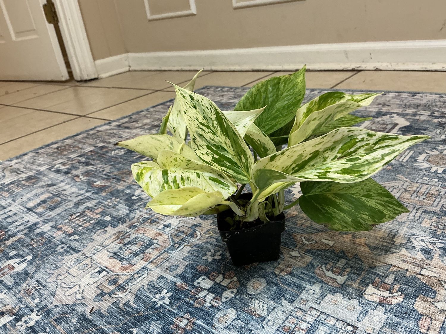 Marble queen 3” pot
