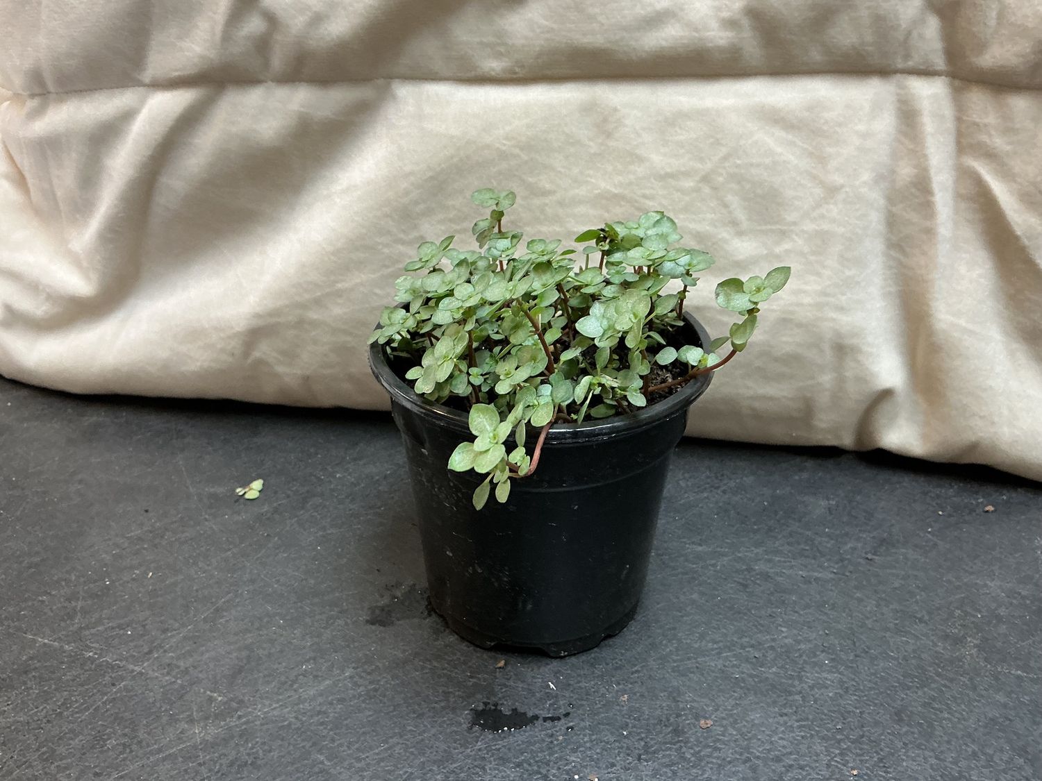 Nettle silver sparkle 4” pot