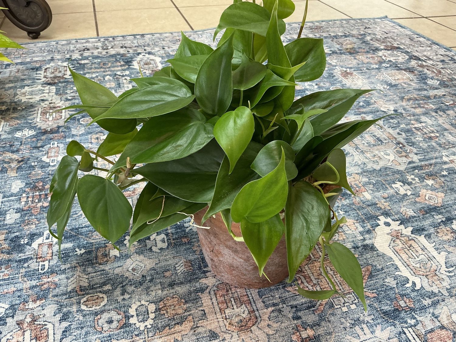 Phil 6” Terra cotta