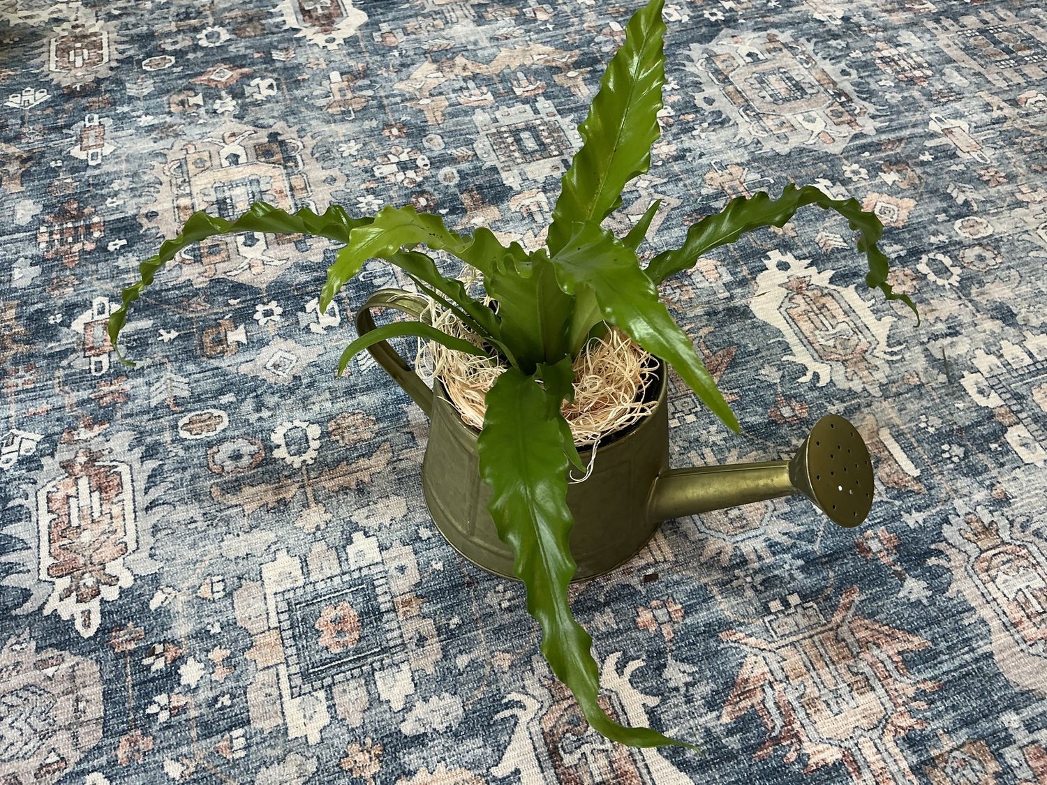 Water Tin Victoria fern