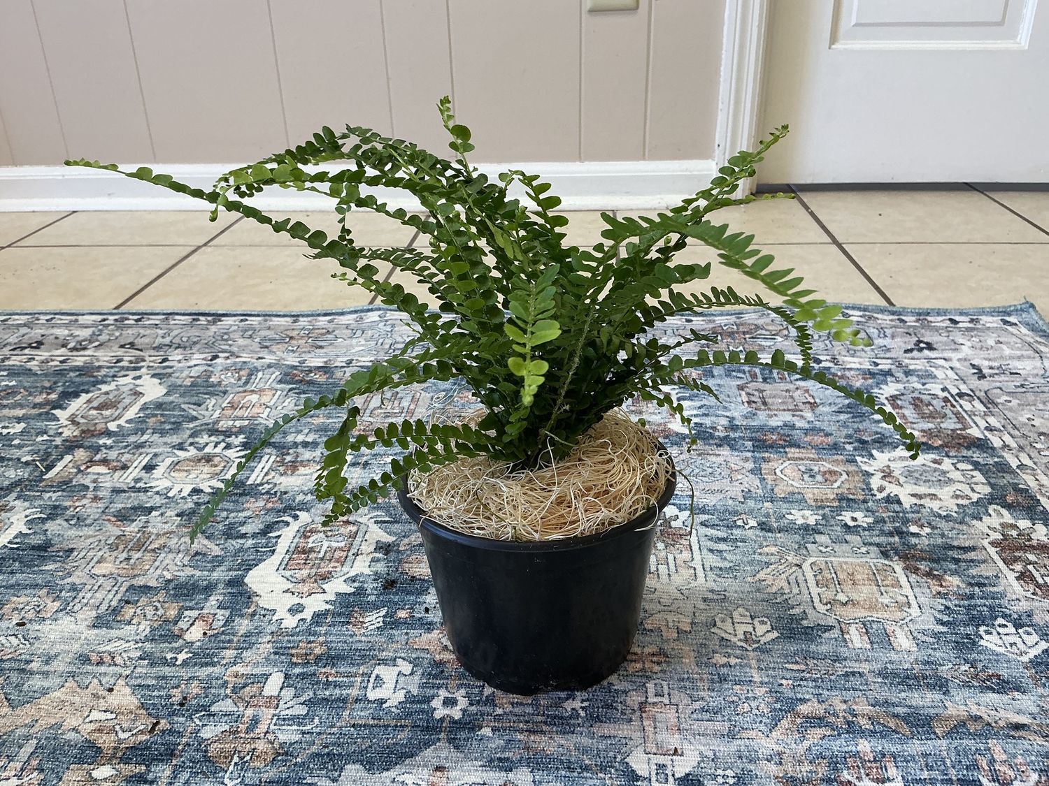 House Fern 4” pot