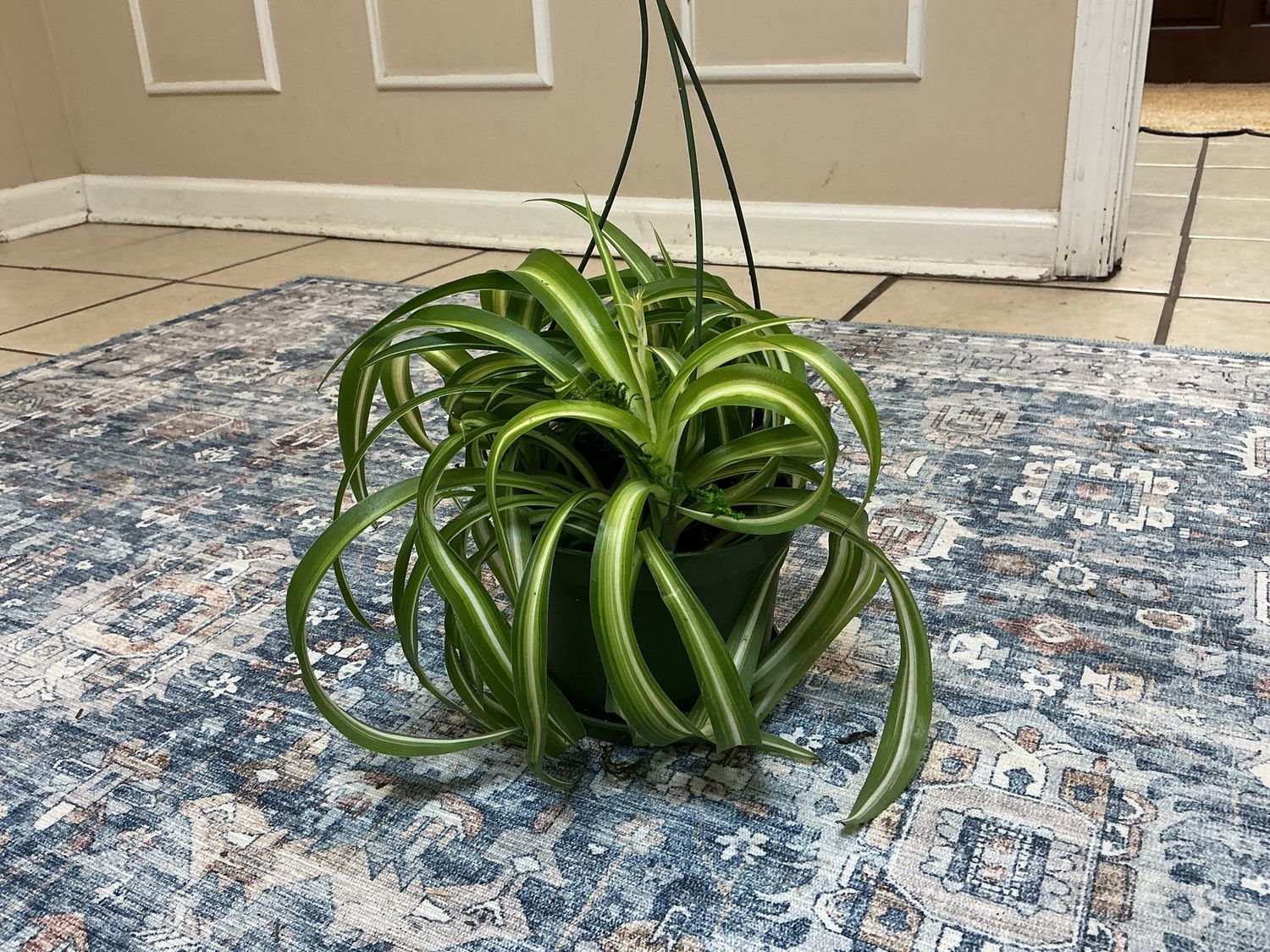 Curly Spider plant