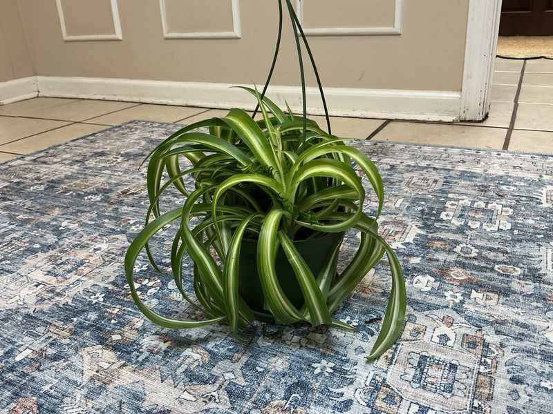 Curly Spider plant