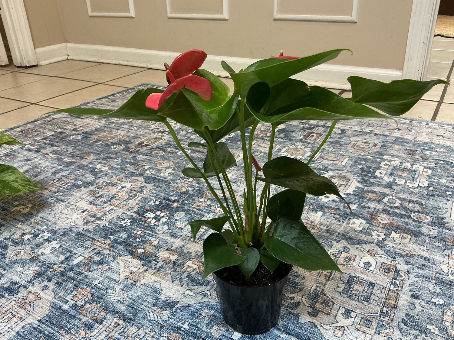 Anthurium flamingo flower plant