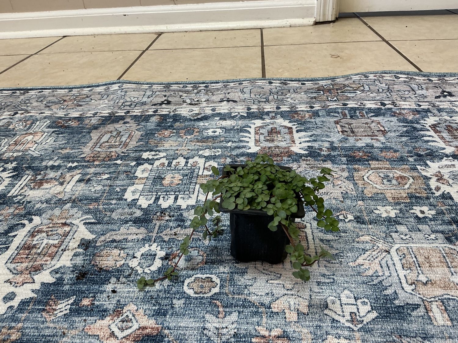 Nettle silver sparkle 3” pot