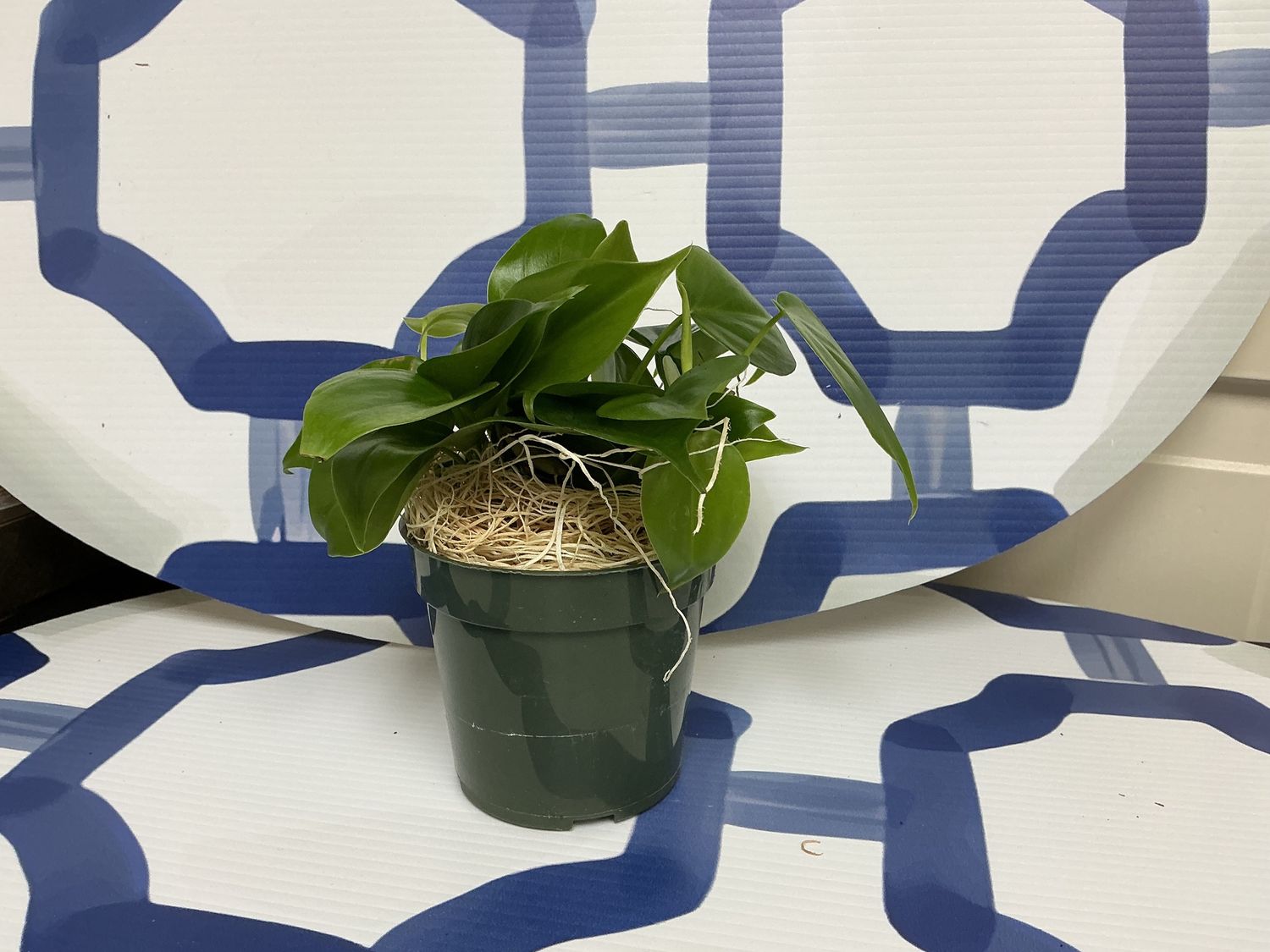 Philodendron Cordatum 4”