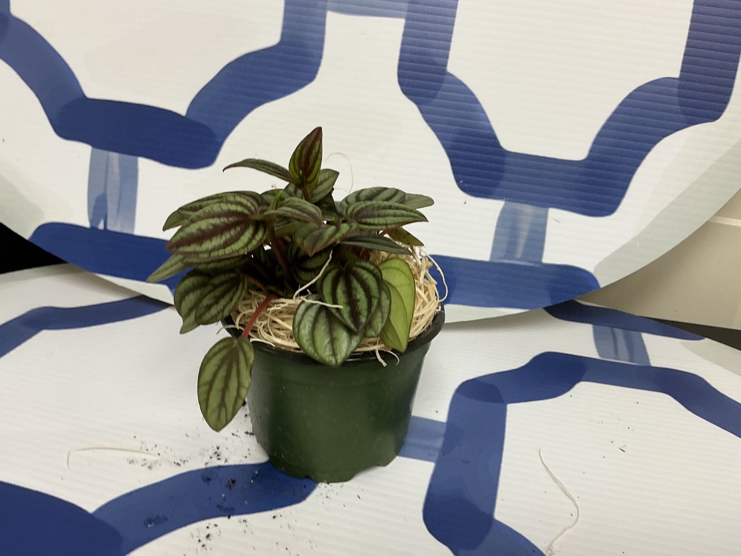 Peperomia piccolo banda