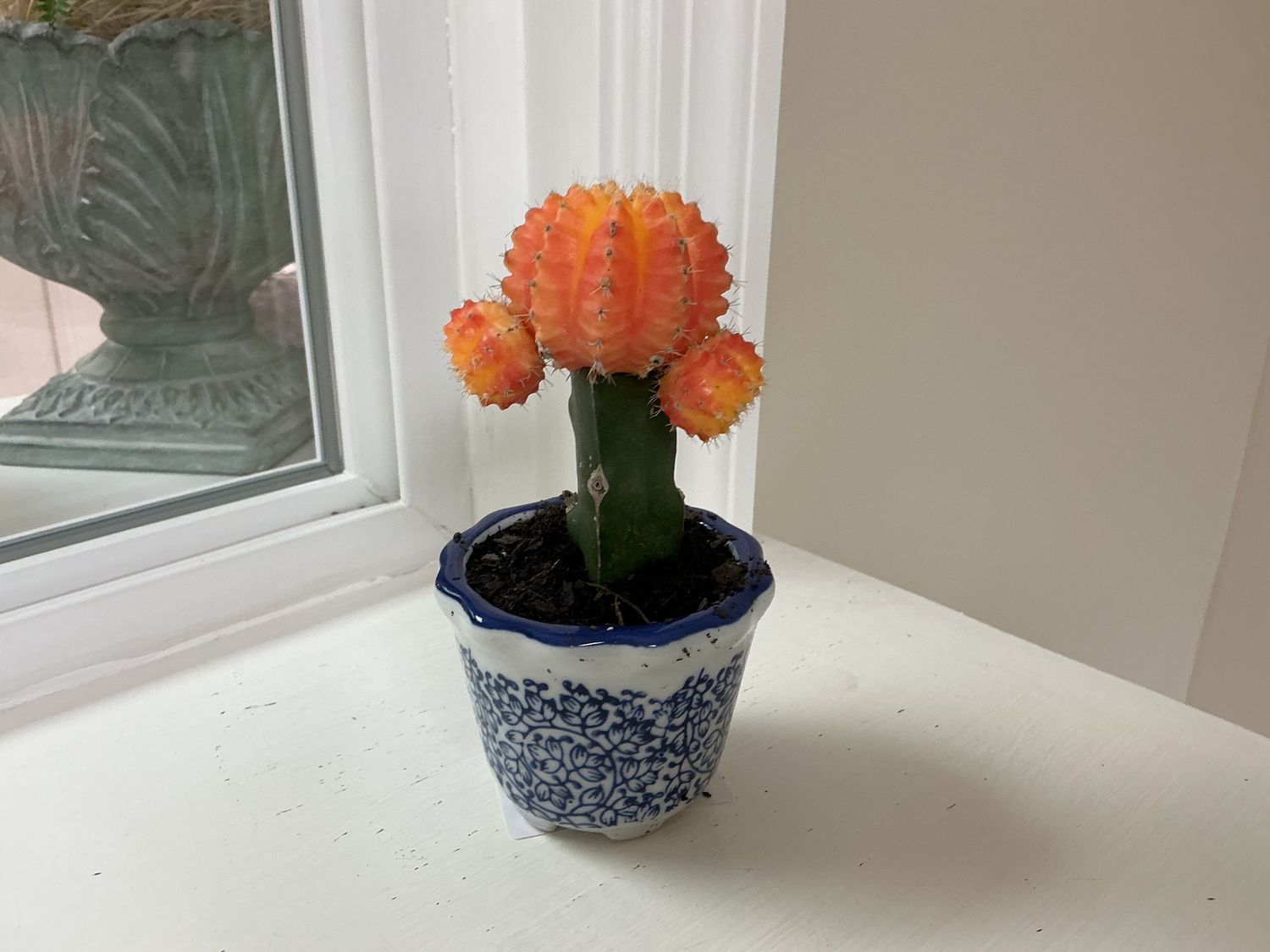 Cactus blue/white planter