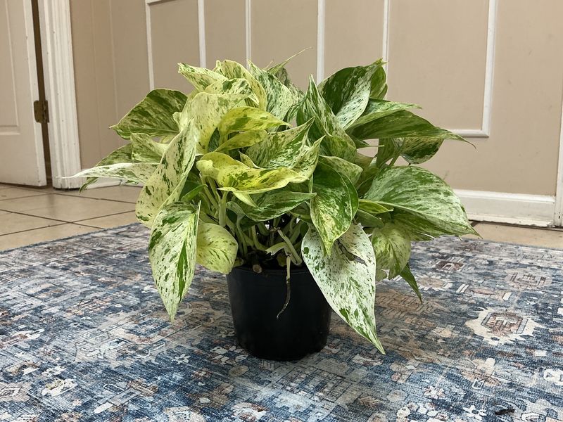 Marble Queen 6” pot