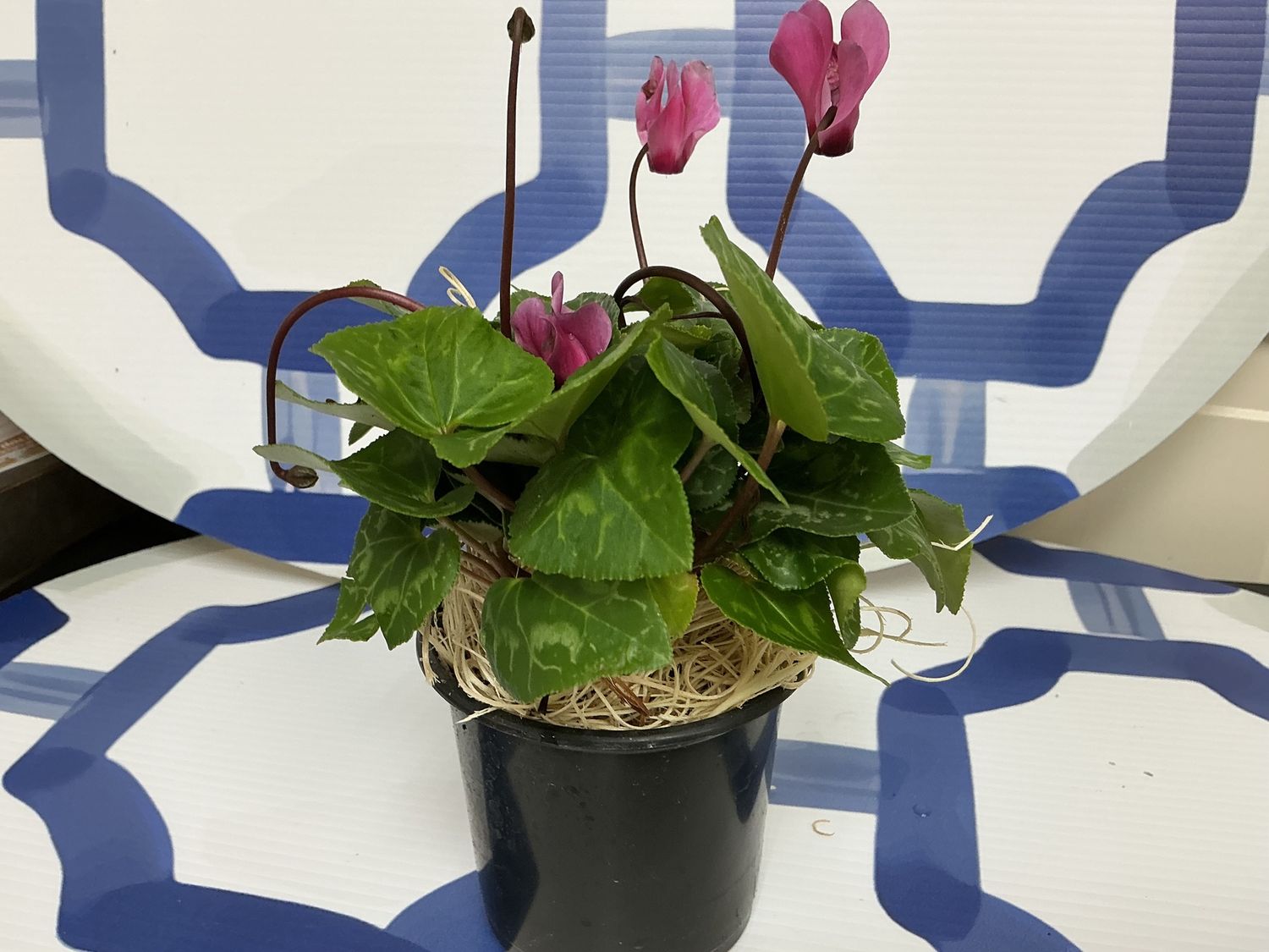 Cyclamen assorted 4”