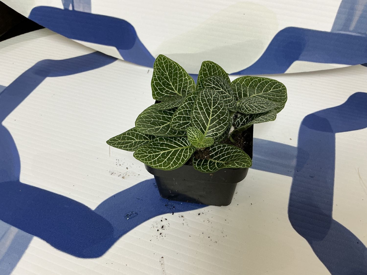 Fittonia white leaf 3”