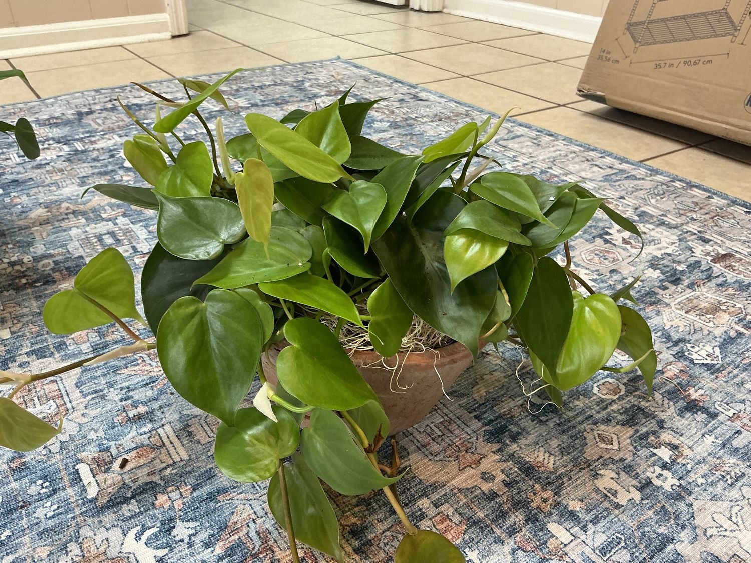 Oval 6 “ Terra cotta w fern