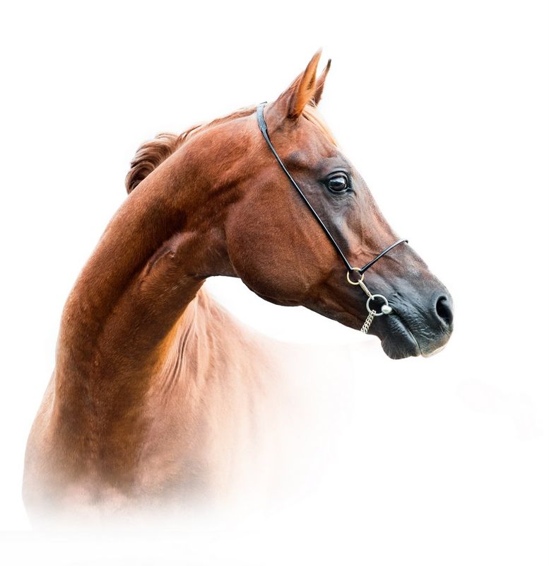 Pure Hydrolysed Collagen Powder for Horses 1kg