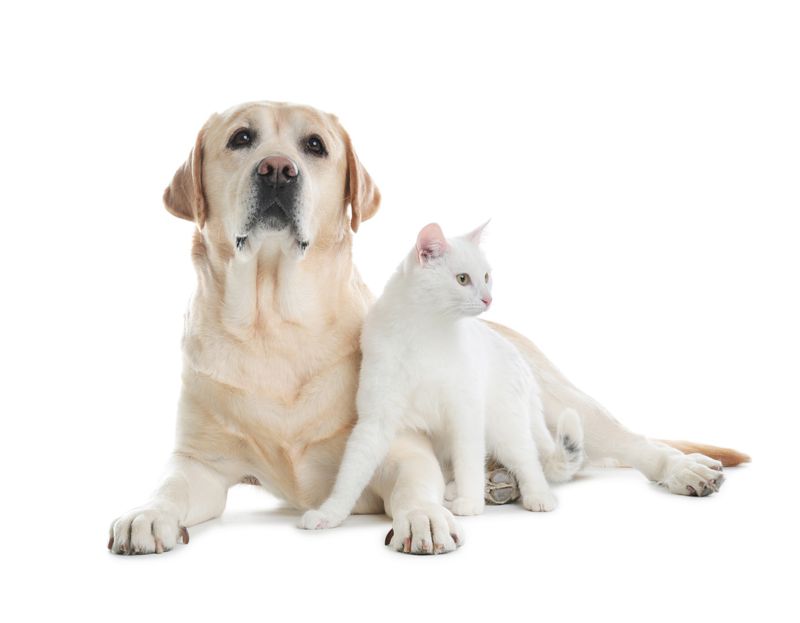 Pure Hydrolysed Collagen Powder for Pets 1kg