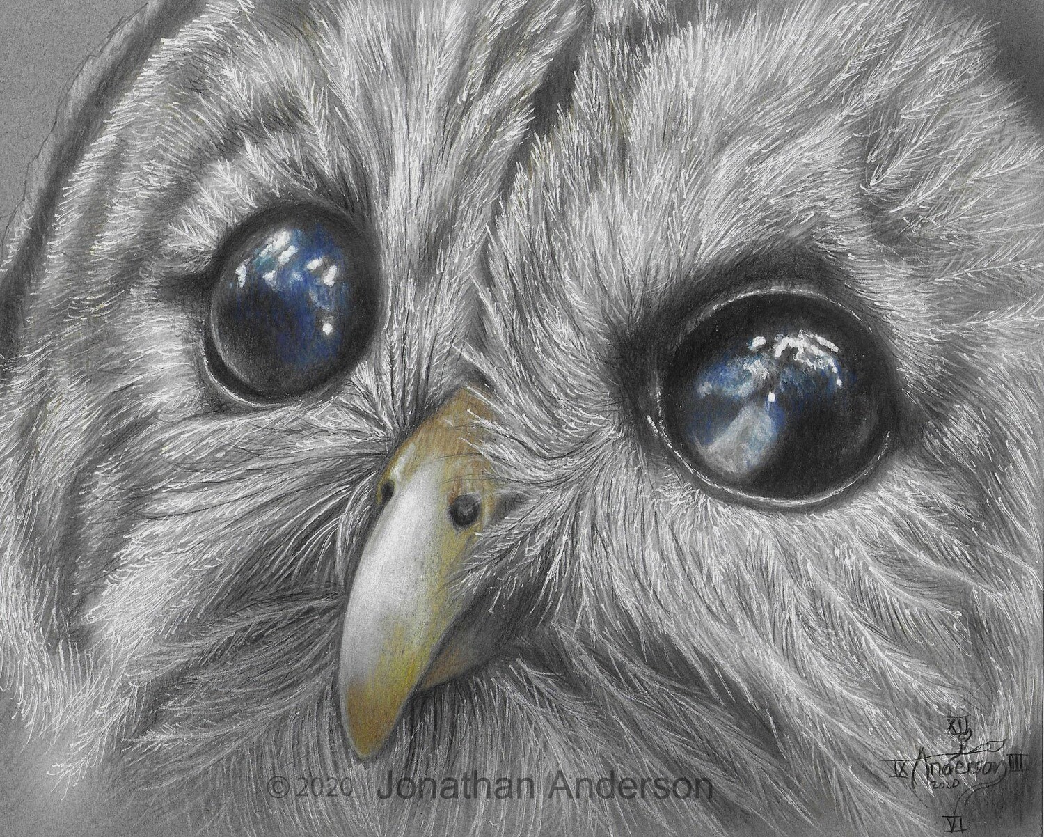 Barred Owl drawing print
