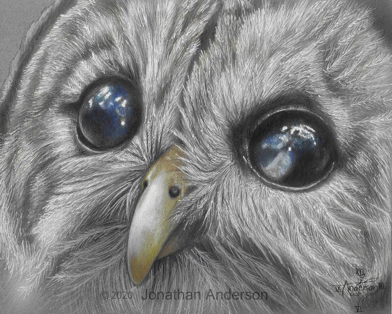 Barred Owl drawing print