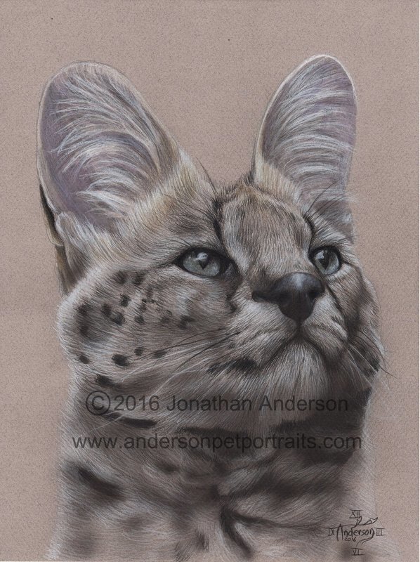 Serval Cat drawing print