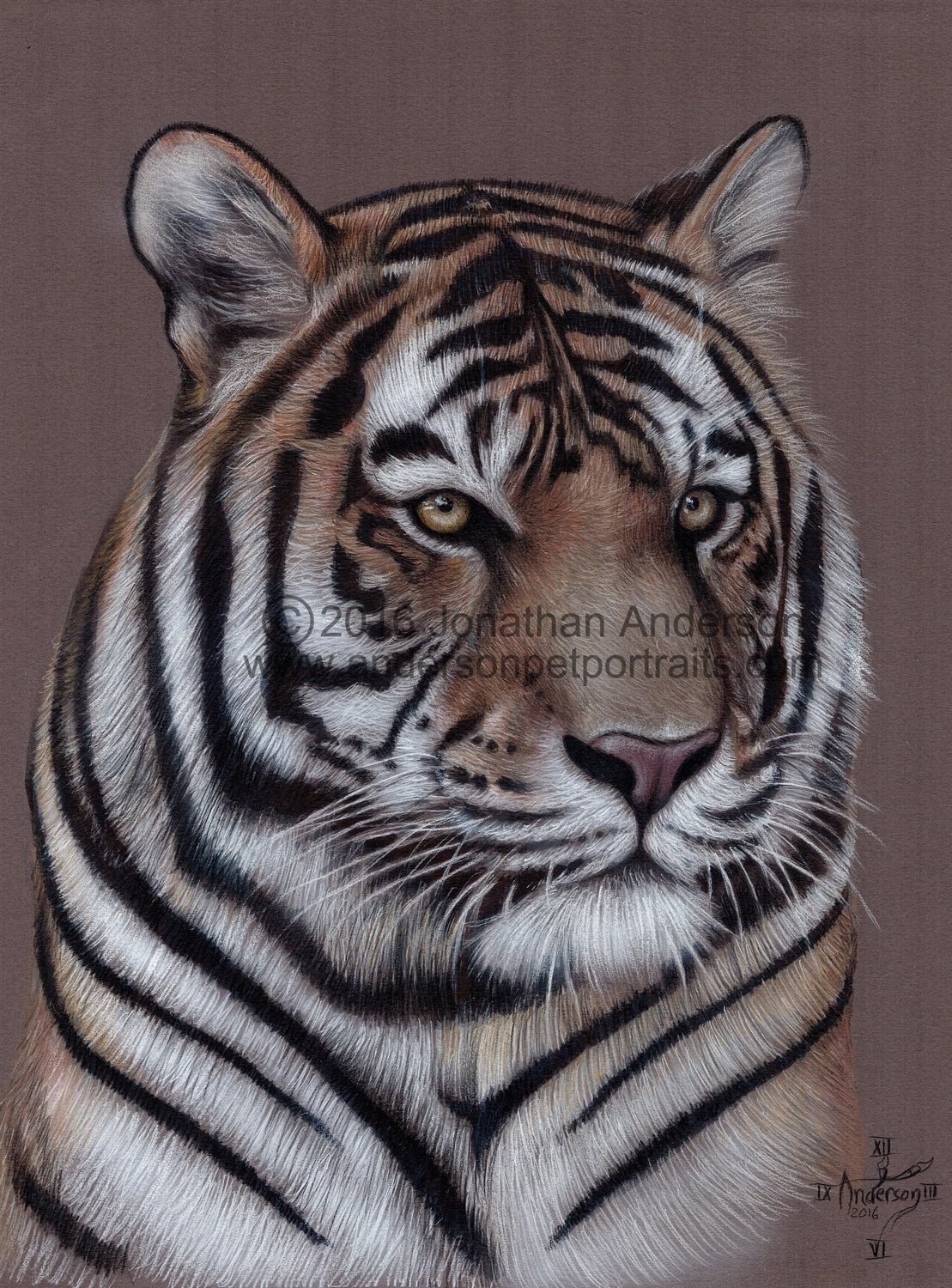Tiger Close Up drawing print