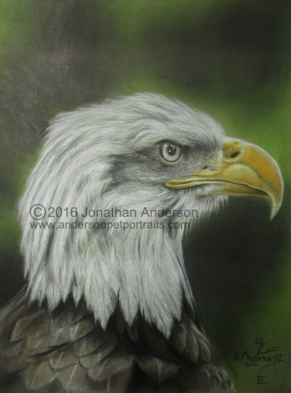 Bald Eagle drawing print