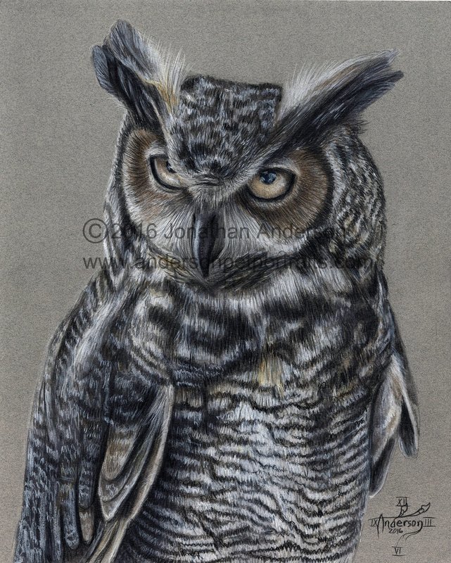 Great Horned Owl drawing print