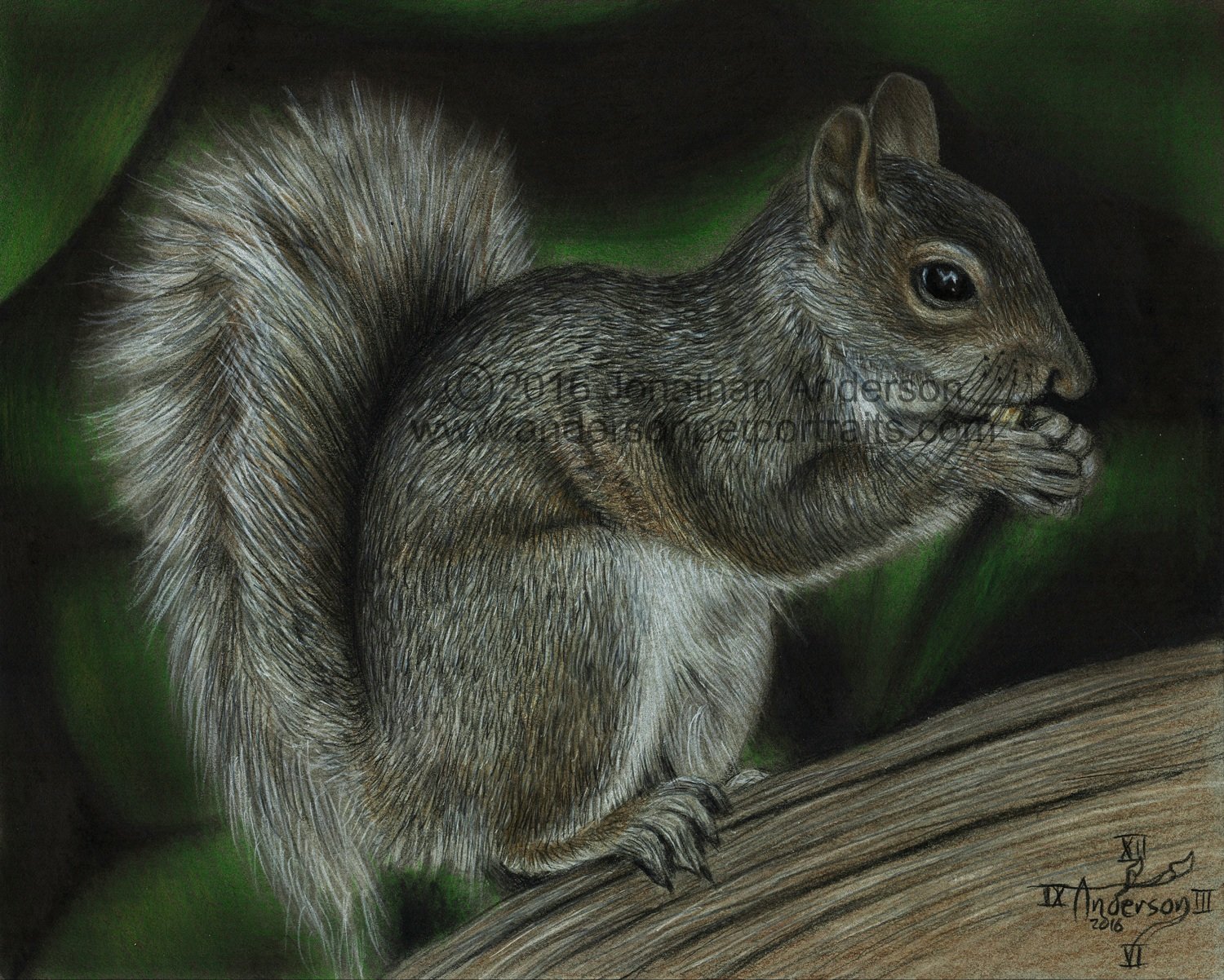 Squirrel drawing print