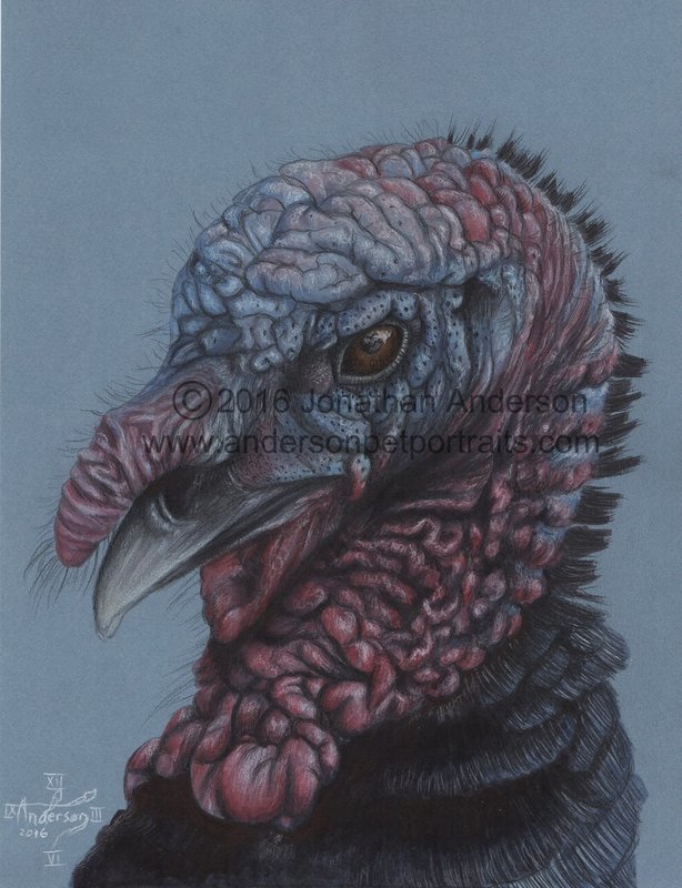 Turkey Close Up drawing print